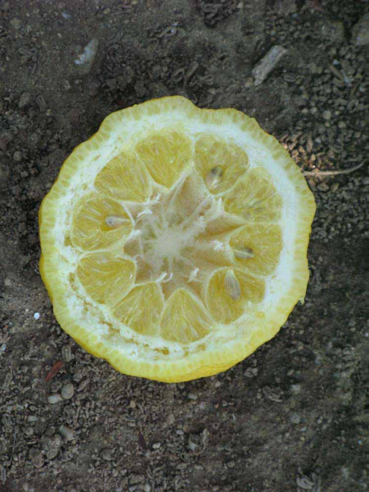              Fruit cross-section of  Citrus jambhiri        (Rough, Riverside, CA)       